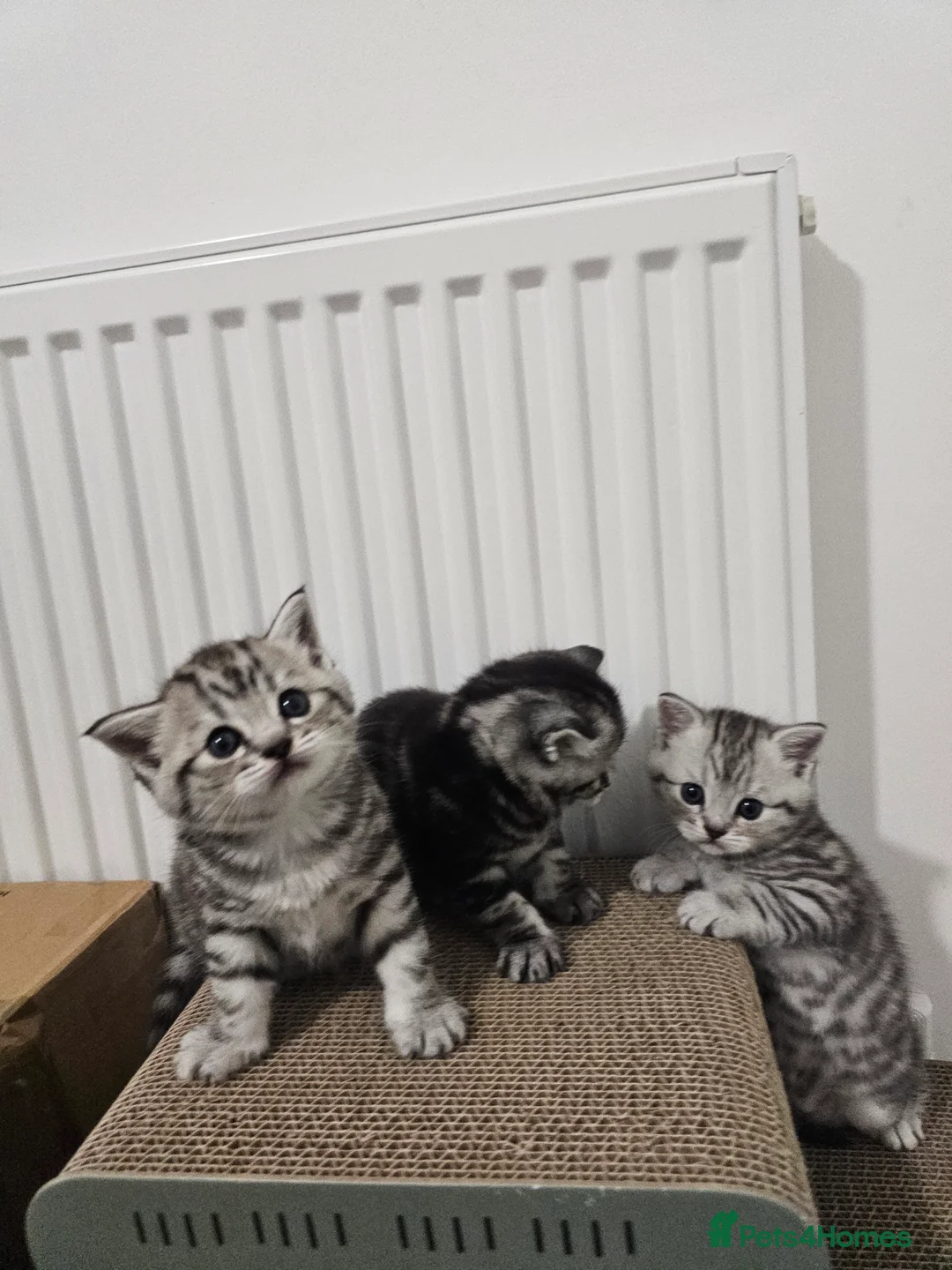 Mixed Breed cats for sale: Scottish Fold Mix Kittens for Sale in Hull - Advert 1