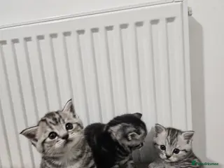 Mixed Breed cats Scottish Fold Mix Kittens for Sale - Advert 3