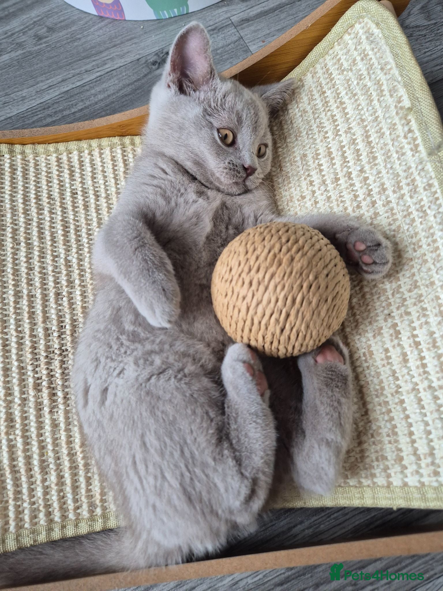 British Shorthair cats British shorthair kittens  - Advert 10