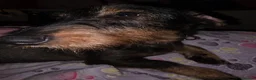 Dachshund dogs for sale: Miyo needs a loving home  in Wolverhampton - Advert 33