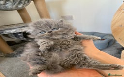 Persian cats for sale: *5 Generations Pedigree Persian Kittens - Image 10