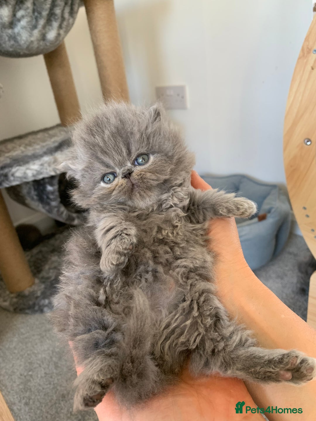Persian cats for sale: *5 Generations Pedigree Persian Kittens - Image 10
