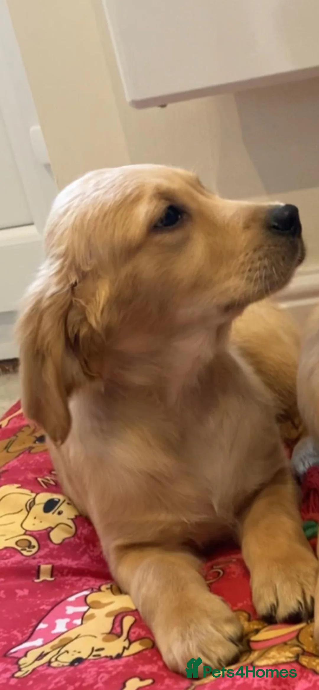 Golden Retriever dogs for sale: Golden retriever puppies  - Advert 4