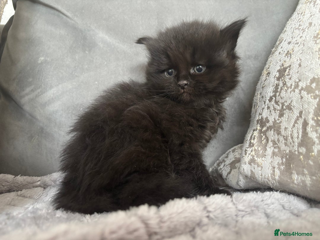 Maine Coon cats for sale: MainecoonxBritish (JOSIE please message me ) - Image 5