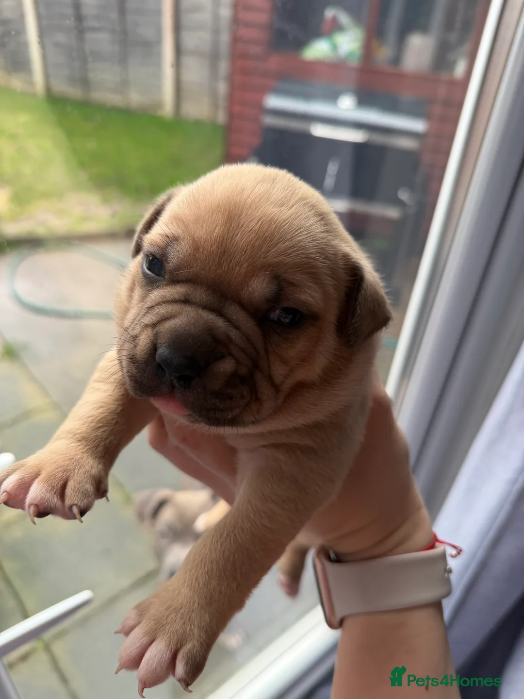 American Bully dogs for sale: American bully classic puppies for sale  - Advert 23