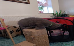 Russian Blue cats for sale: 3 angel's looking for best homes  - Image 7