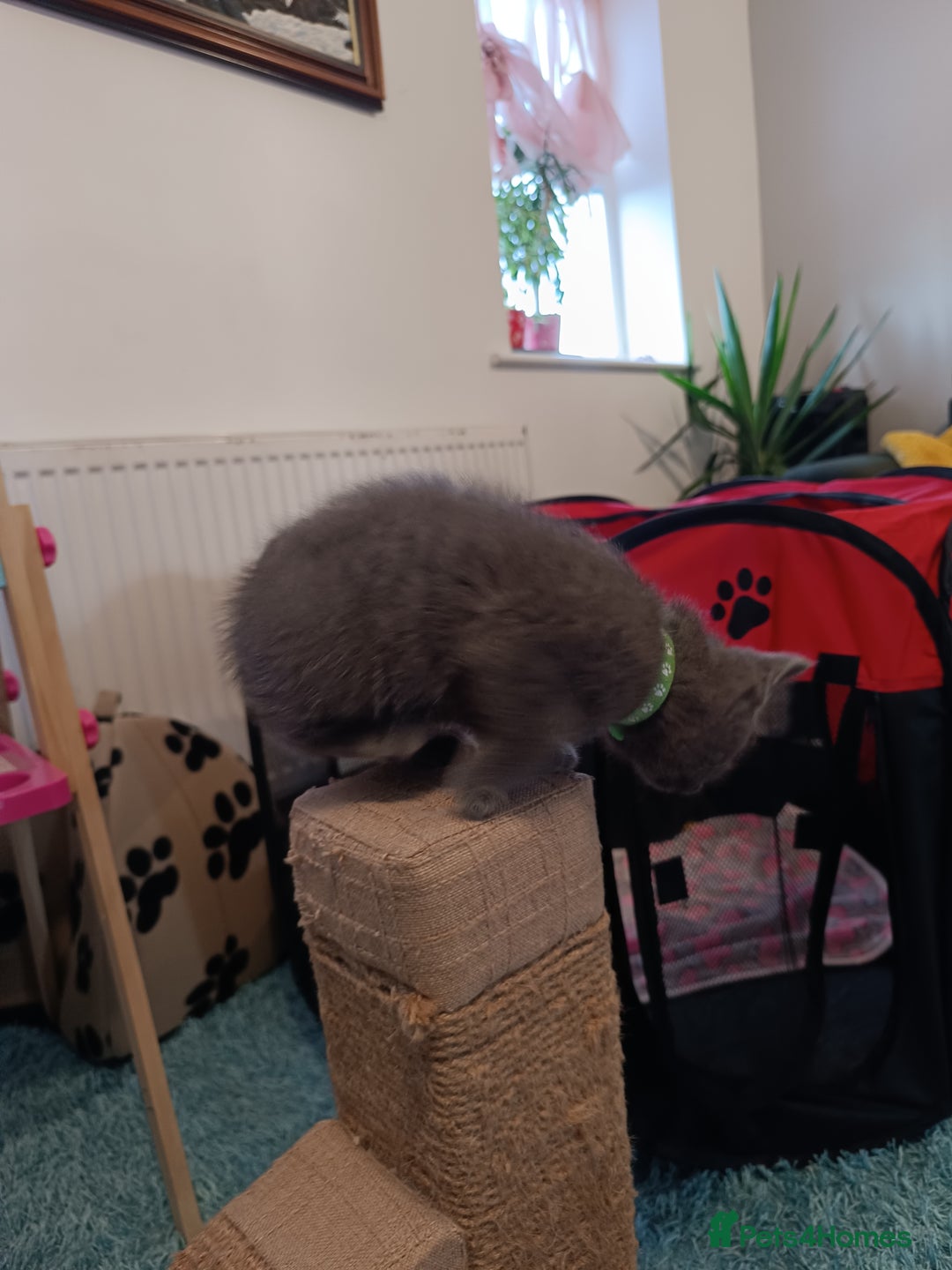 Russian Blue cats for sale: 3 angel's looking for best homes  - Image 7