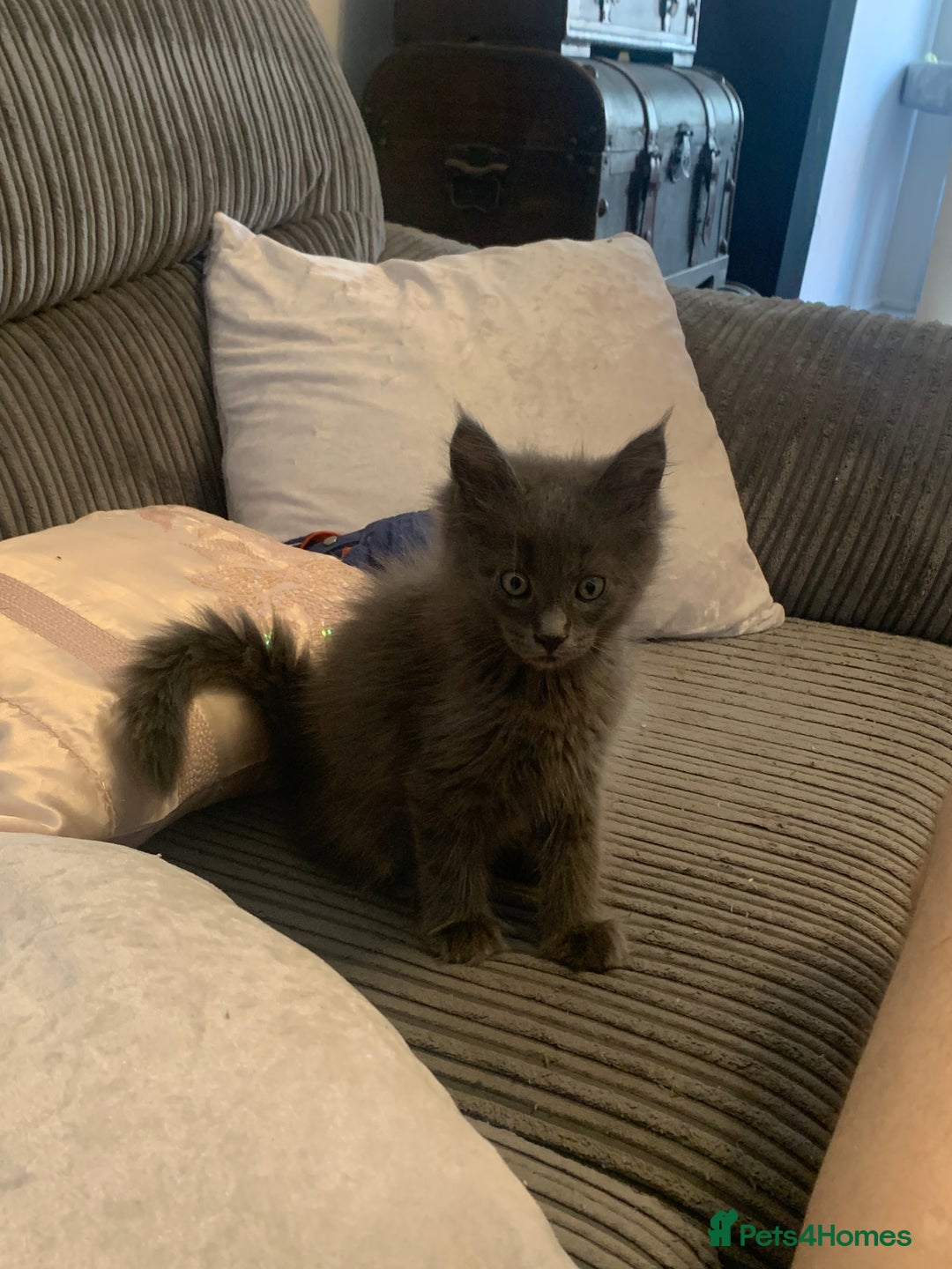 Maine Coon cats for sale: 6 beautiful maine coon kittens - Image 4