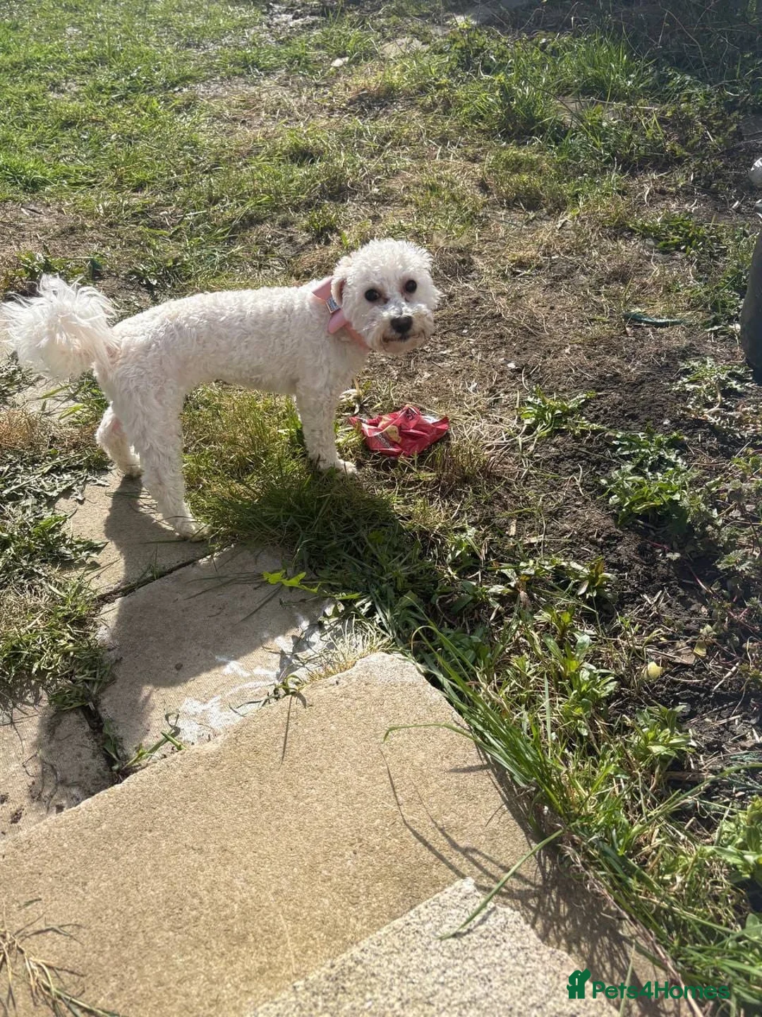 Bichon Frise dogs for sale: 1 year old female dog  in Wakefield - Advert 1