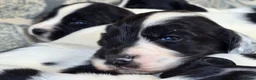 English Springer Spaniel dogs for sale: springer spaniel litter. 2 AVAILABLE  - Advert 23