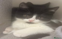 Mixed Breed cats for sale: Mixed breed kitten/ half BSH - Image 1
