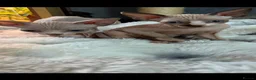 Sphynx cats for sale: Sphynx canadian kittens ready niw  - Advert 5