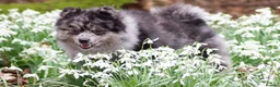 Maltipom dogs for sale: Gorgeous Maltipom Puppies in Mauchline - Advert 8