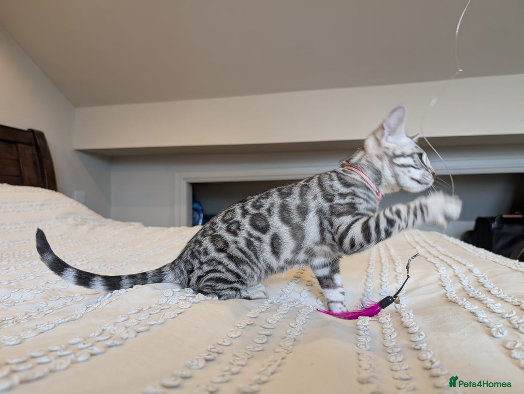 Bengal cats for sale: 🤍🖤🩶 Bengal Kittens 🩶🖤🤍 in Barnoldswick - Image 25