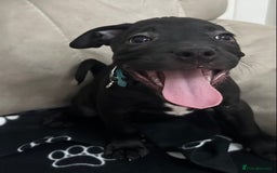Staffordshire Bull Terrier dogs for sale: 2 Chunky staffy pups left !!! - Image 5