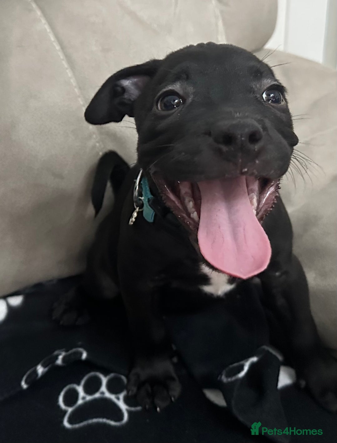 Staffordshire Bull Terrier dogs for sale: 2 Chunky staffy pups left !!! - Image 5