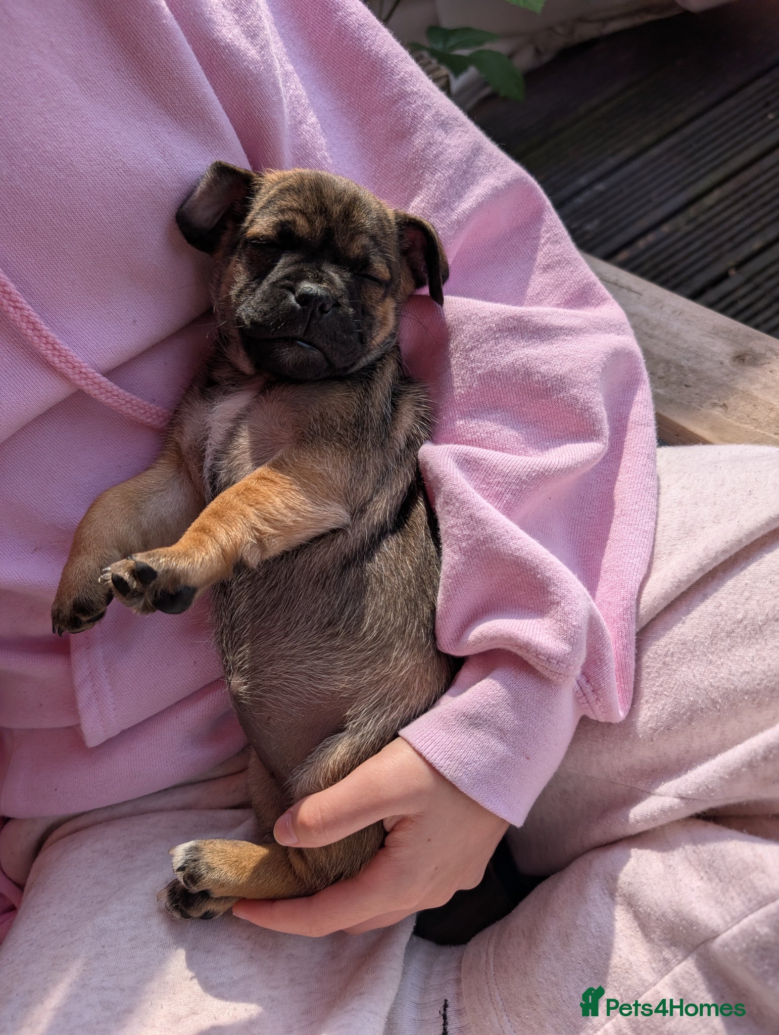 Jug dogs Last female jug puppy looking for her forever home - Advert 1