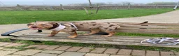 Olde English Bulldogge dogs for sale: Daisy  - Advert 5