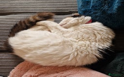 British Longhair cats for sale: Female adult cat - Image 2