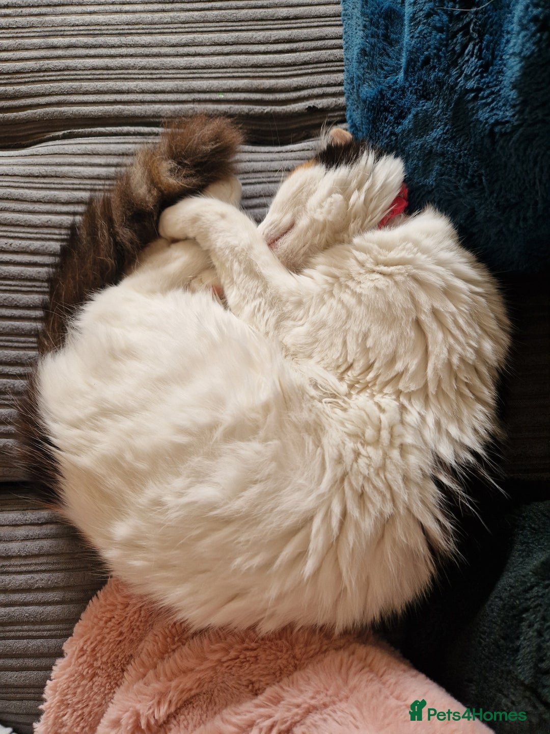 British Longhair cats for sale: Female adult cat - Image 2
