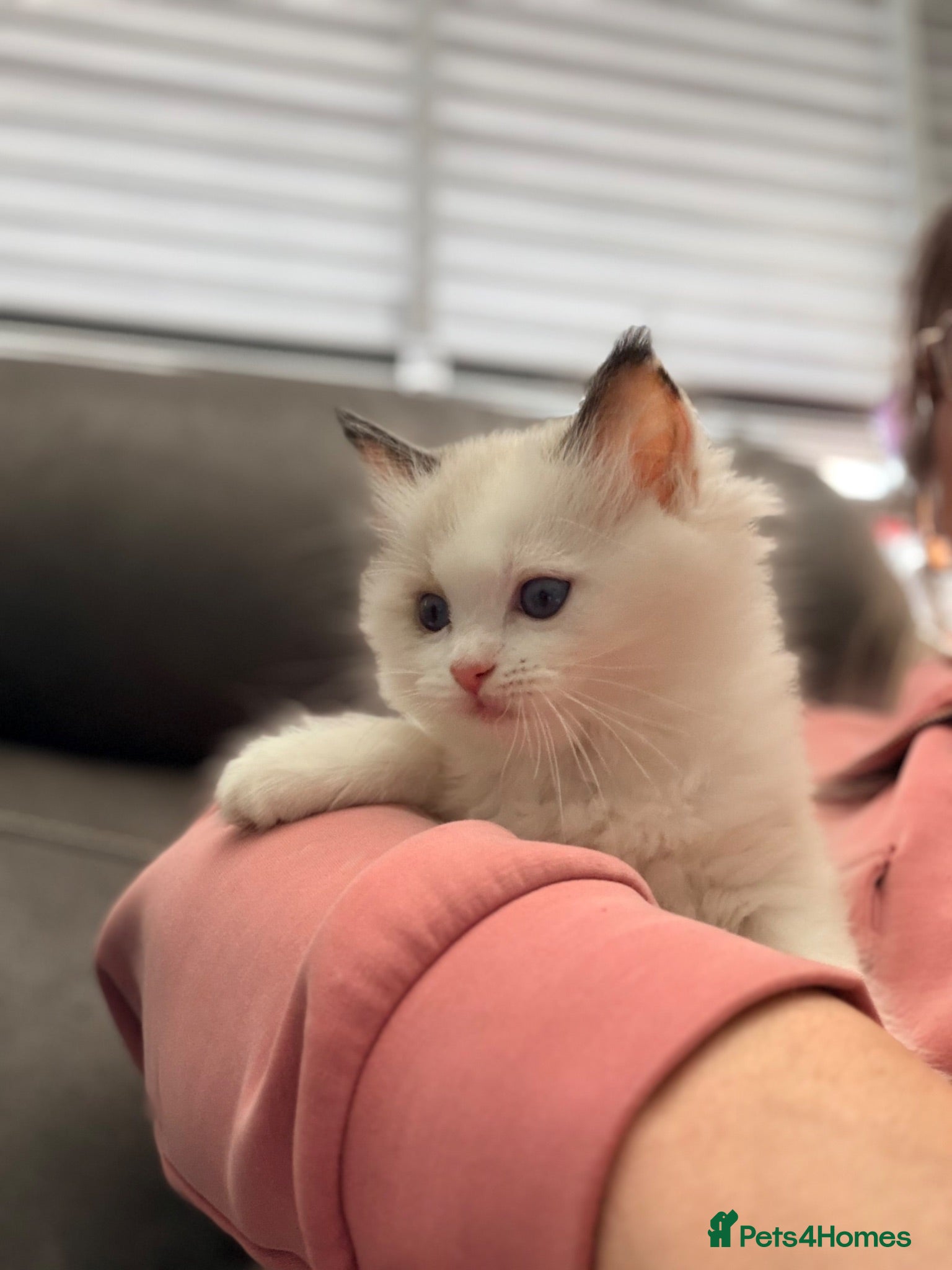 Ragdoll cats GCCF REGISTERED DNA TESTED PARENTS  - Advert 1