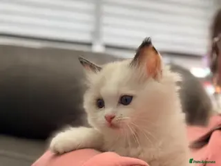 Ragdoll cats GCCF REGISTERED DNA TESTED PARENTS - Advert 1