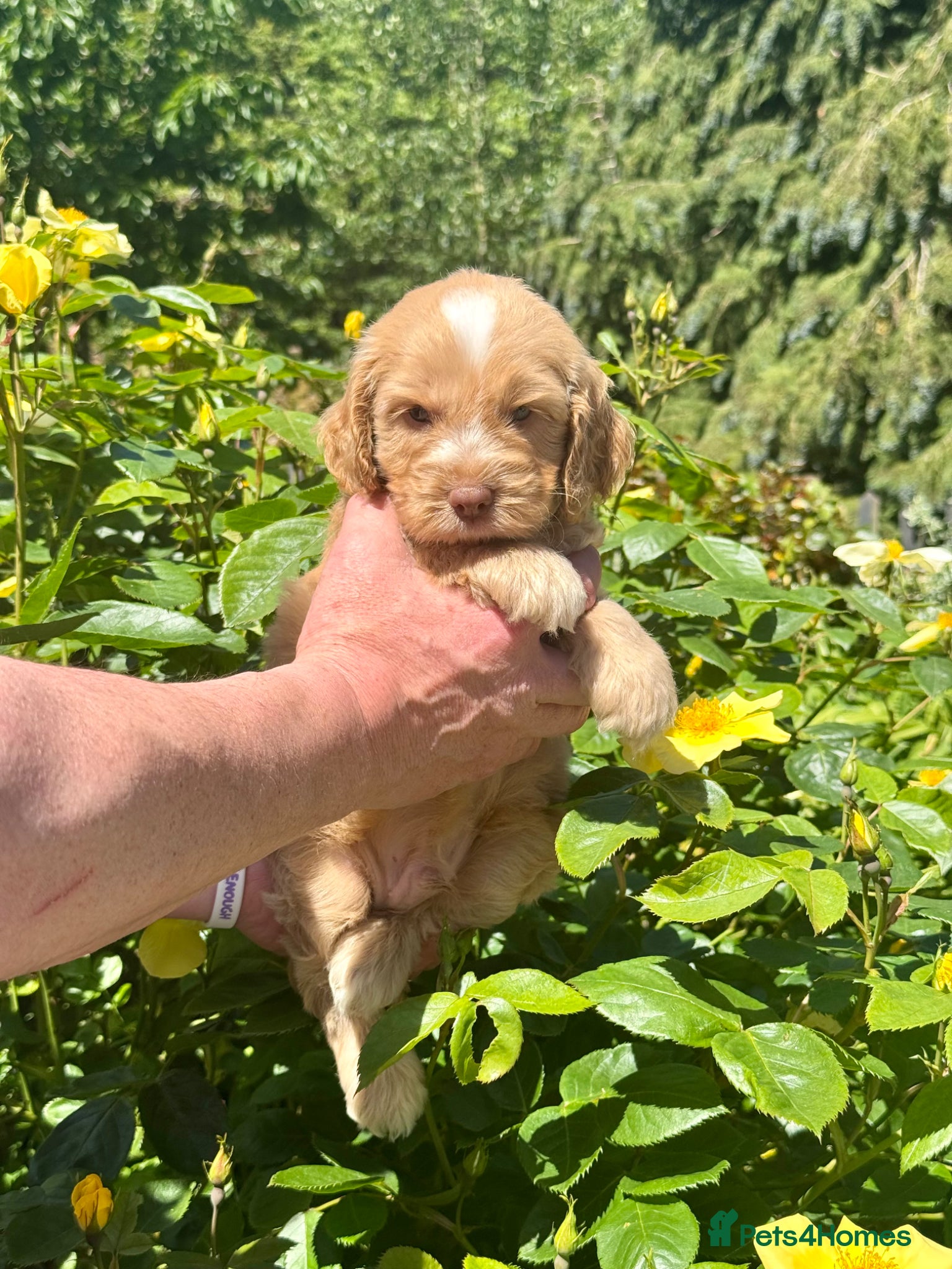 Cockapoo dogs 6 left gorgeous f1 dna tested clear cockerpoos - Advert 1