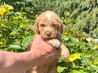 Cockapoo dogs 6 left gorgeous f1 dna tested clear cockerpoos - Advert 1