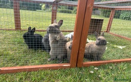 Netherland Dwarf rabbits for sale: Netherland Dwarf Bunnies available 17/06/2025 in Leatherhead - Image 7