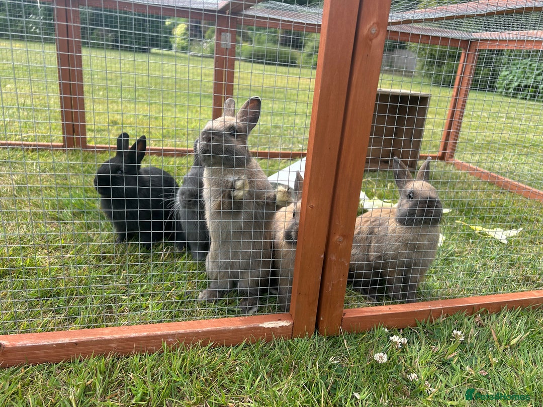 Netherland Dwarf rabbits for sale: Netherland Dwarf Bunnies available 17/06/2025 in Leatherhead - Image 7
