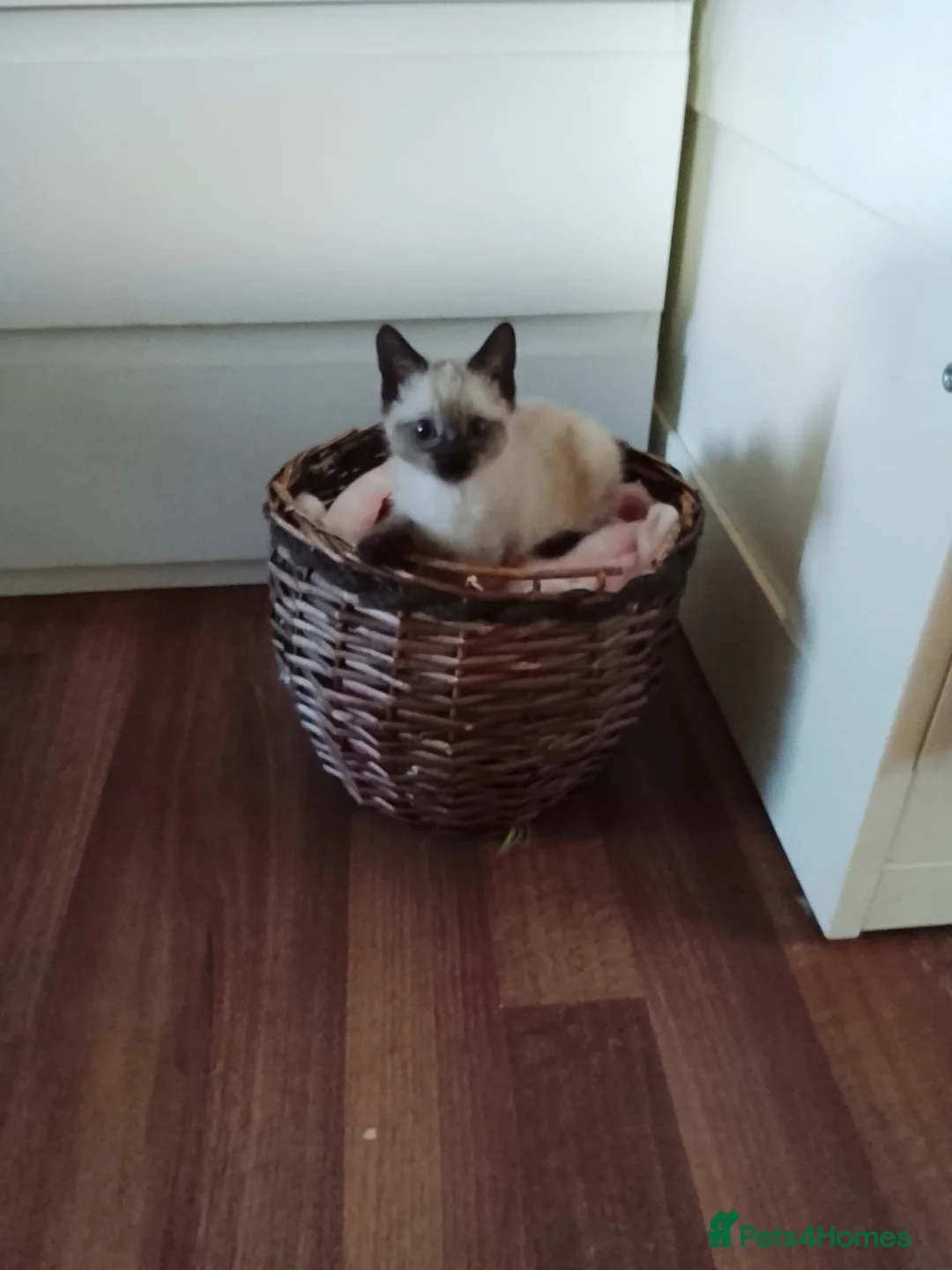 Siamese cats for sale: (1 Left)beautiful Kitten Lokking forever Home 🏡❤️ - Advert 18
