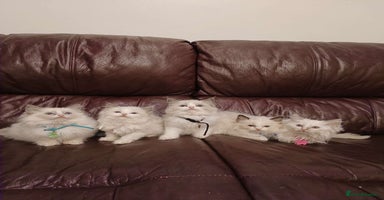 Ragdoll cats Two litters of Ragdoll kittens for sale - Advert 2