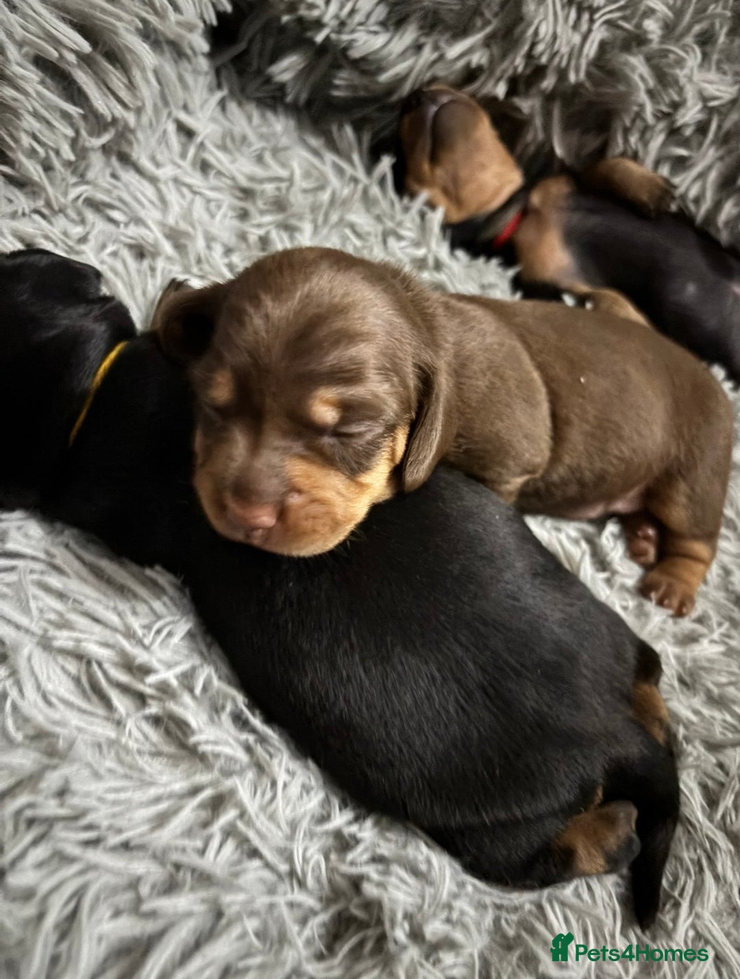 Miniature Dachshund dogs for sale: 🥇KC Registered Miniature Dachshunds Champion Line - Advert 25
