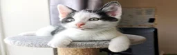 Mixed Breed cats for sale: Adorable Playful Kittens Looking for Forever Homes in London - Advert 13