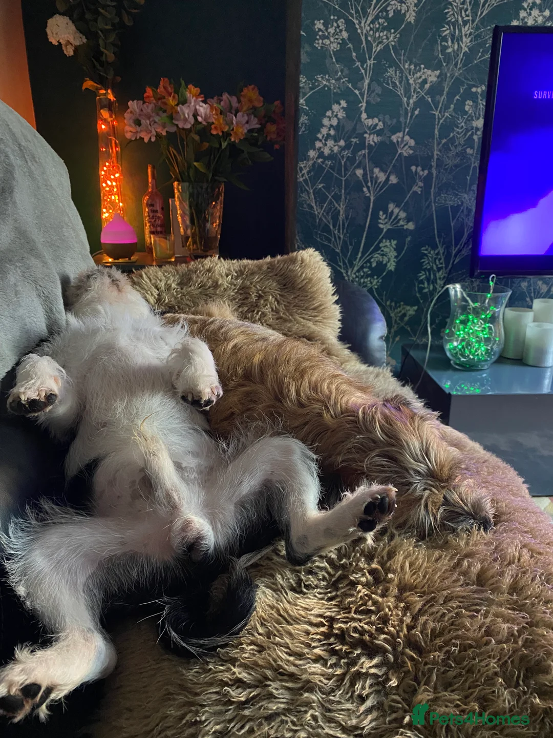 Pugapoo dogs for sale: Panda Pugapoo  in Rotherham - Advert 5