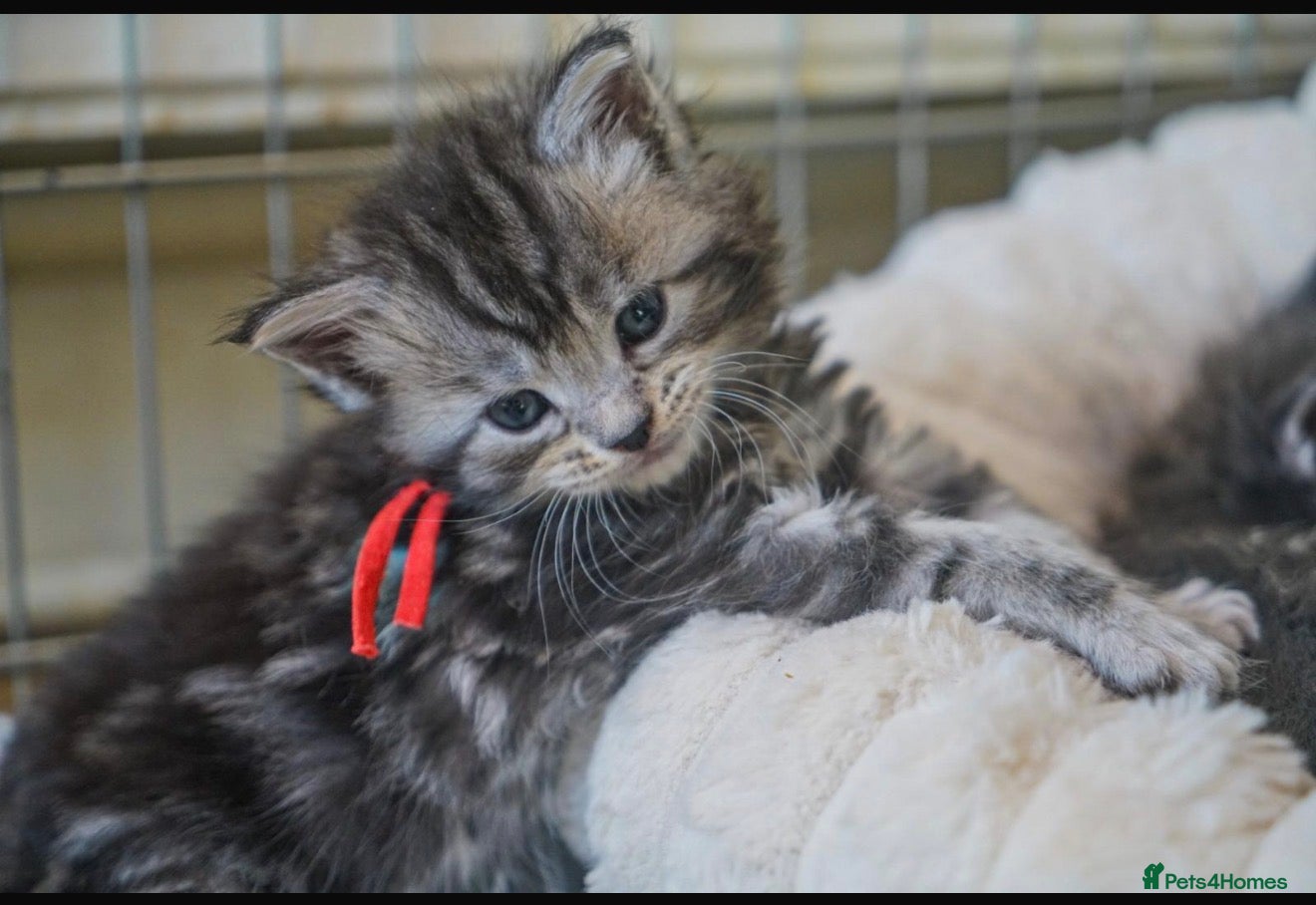 Maine Coon cats Gorgeous Mainecoon kittens ready 10th June  - Advert 5