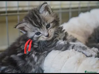 Maine Coon cats Gorgeous Mainecoon kittens ready 10th June - Advert 5