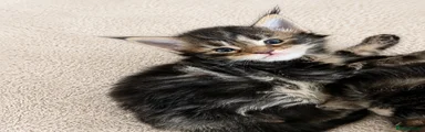 Maine Coon Kitten 1