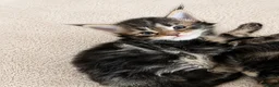 Maine Coon cats for sale: LOVELY Maine coon black classic tabby XL  - Advert 2