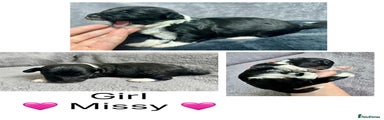 Missy girl