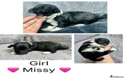 Mixed Breed dogs for sale:  Fab❤️Ttoodle Tibetan terrier x Miniature Poodle - Image 15