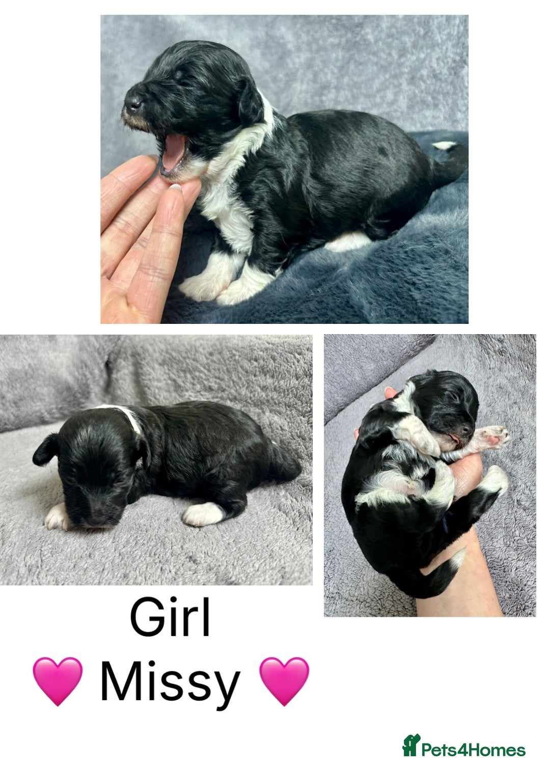 Mixed Breed dogs for sale:  Fab❤️Ttoodle Tibetan terrier x Miniature Poodle - Image 15