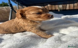 Cavapoo dogs for sale: ⭐️ Black & Tan Female Toy Cavapoo ⭐️ - Image 20