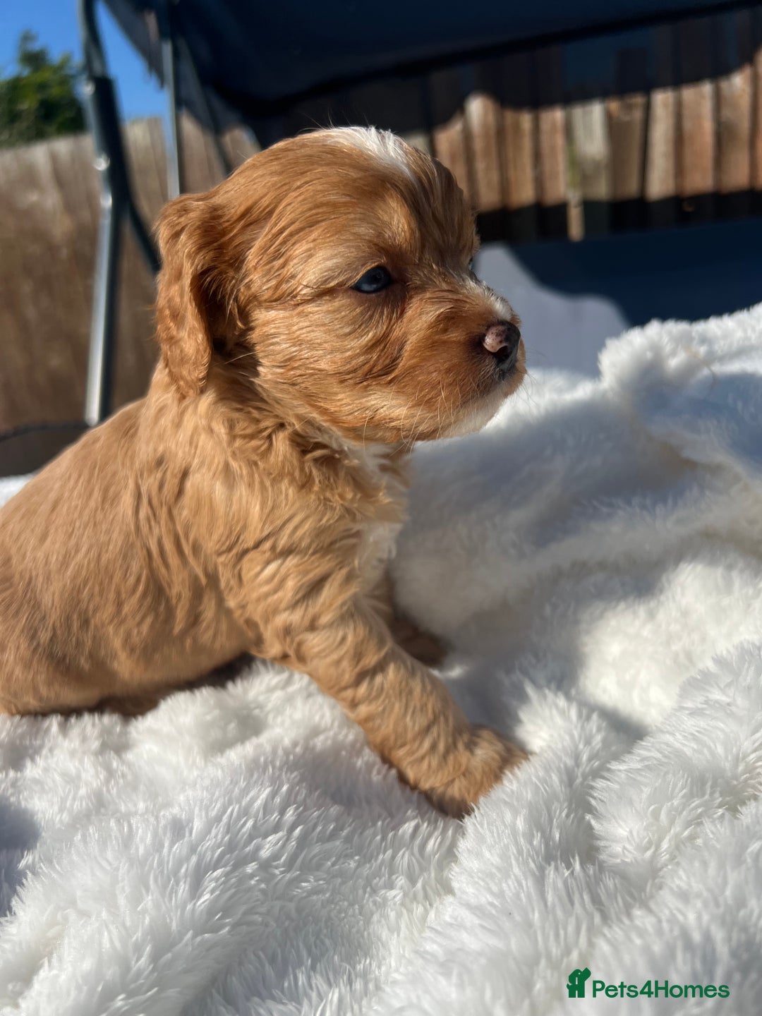 Cavapoo dogs for sale: ⭐️ Black & Tan Female Toy Cavapoo ⭐️ - Image 20