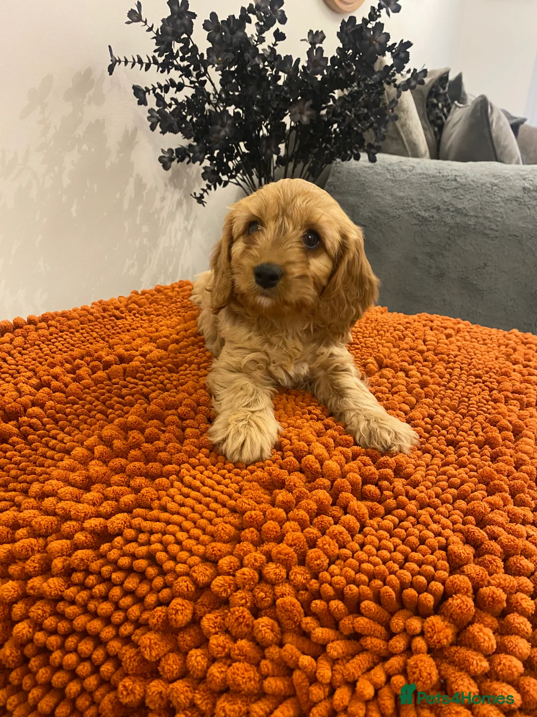 Cavapoo dogs for sale: F1 Cavapoo puppies  - Advert 9