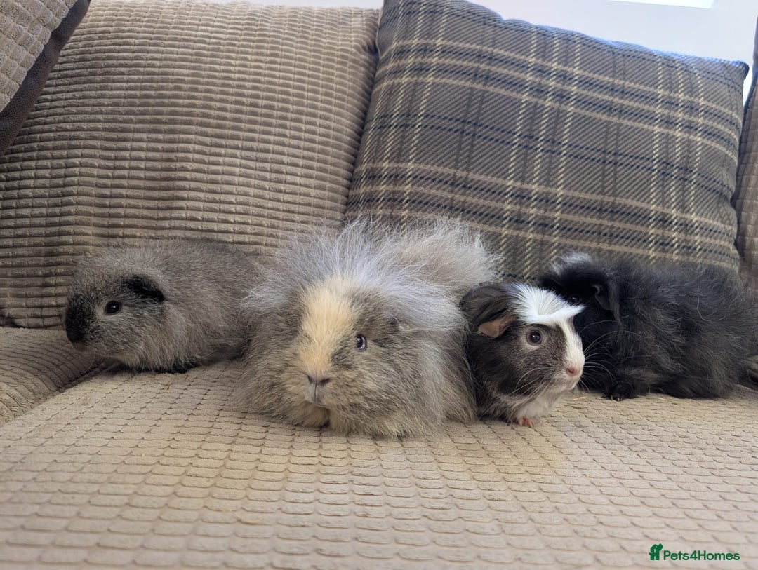 Guinea Pig rodents for sale: 4 female guinea pigs - Advert 18