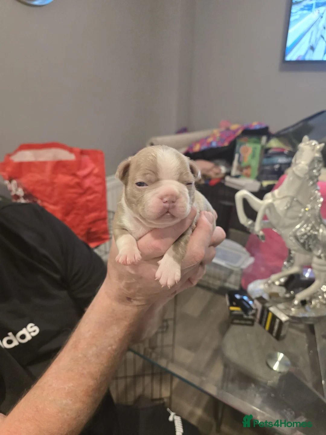 Boston Terrier dogs for sale: BEAUTIFUL BOSTON TERRIER PUPS  - Advert 25