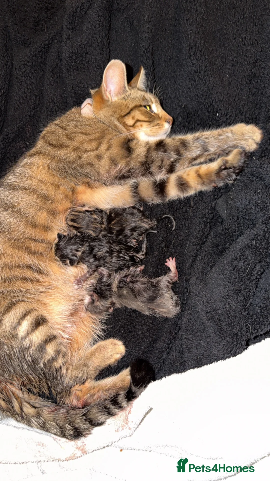 Mixed Breed cats for sale: Gorgeous black and Silver Tabby Kitten - Advert 4