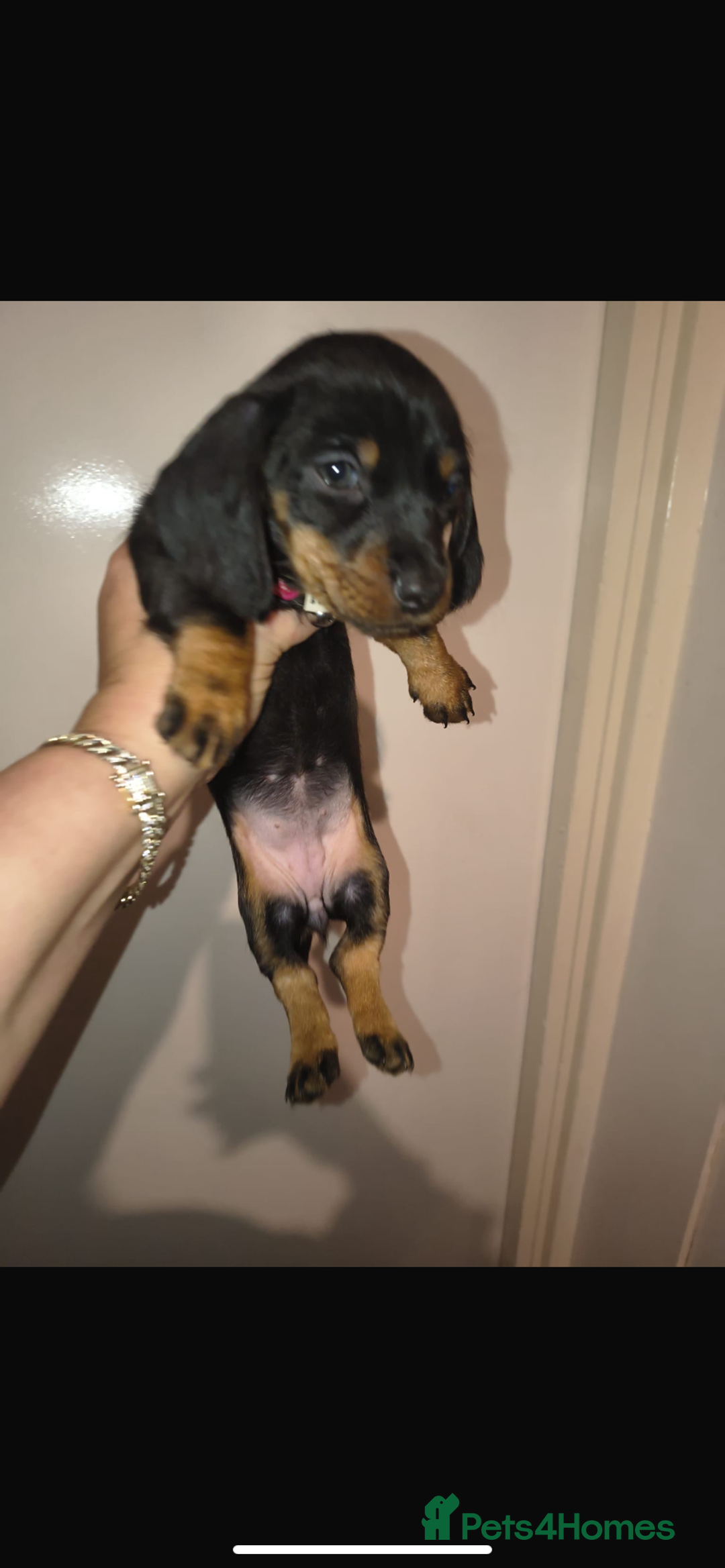 Dachshund dogs for sale: 6 miniature dauchund puppies for sale  - Advert 15