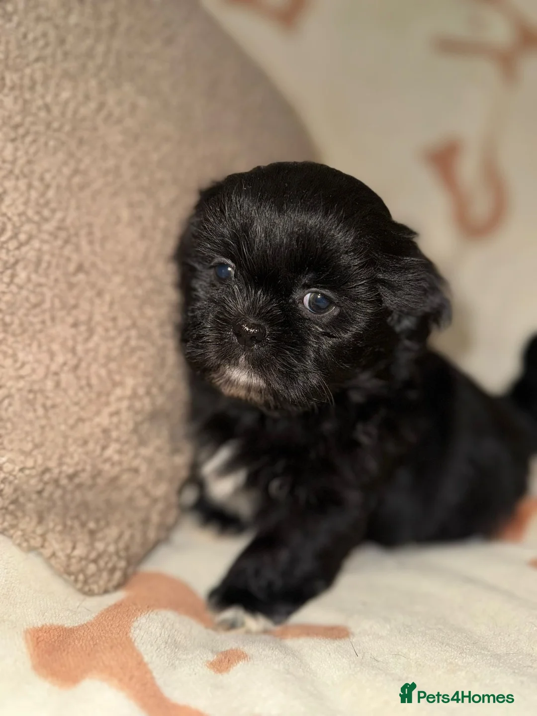Shih Tzu dogs for sale: Stunning Black Shih Tzu Puppies - Advert 17